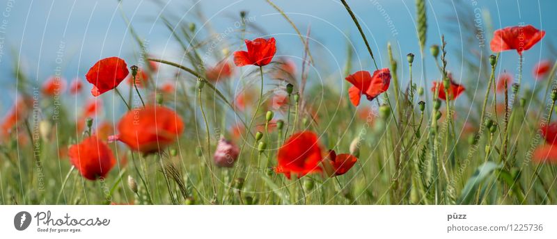 poppy Grain Summer Sun Environment Nature Landscape Plant Sky Cloudless sky Spring Beautiful weather Flower Blossom Agricultural crop Poppy Poppy blossom Field