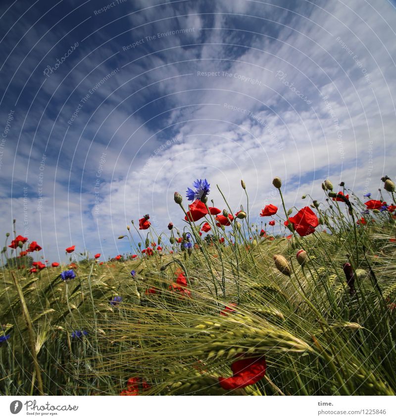 Spreedorado Painting. Food Grain Agriculture Forestry Sky Clouds Horizon Beautiful weather Plant Grass Blossom Agricultural crop Wild plant Cornflower Poppy