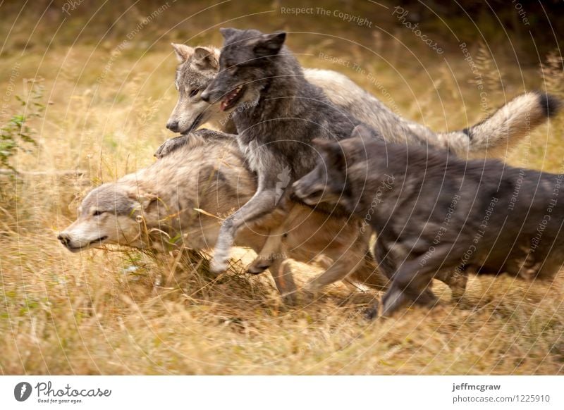 Grey Wolf Pack at Play Nature Animal Wild animal wolves 4 Group of animals Running Playing Romp Aggression Yellow Gray Black Exciting Excitement Playful