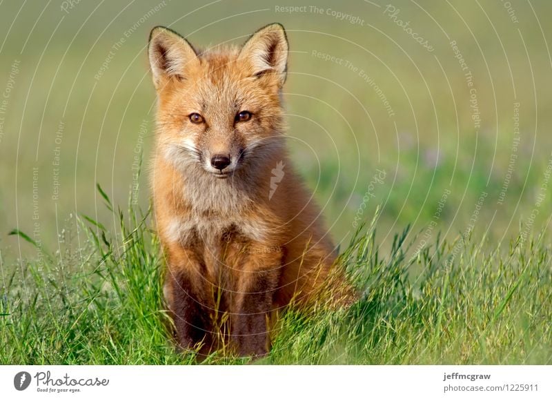 Curious Fox Kit Environment Nature Animal Wild animal Animal face 1 Baby animal Observe Small Green Orange Happiness Contentment Smart Curiosity Cute Delightful