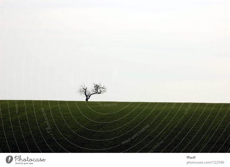 solitude Tree Twigs and branches Branchage Loneliness Sparse Simple Simplistic Reduced Minimal Gloomy Silhouette Field Stripe Line Tracks Lanes & trails Plowed