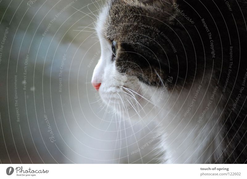 longing Cat Longing Wanderlust Reflection Gray Mammal Domestic cat Cat eyes