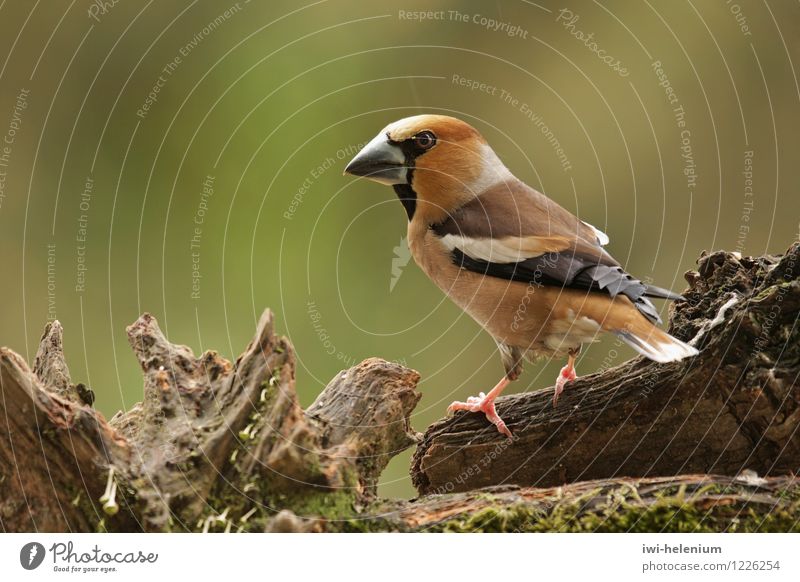 hawfinch Animal Bird Wood Stand Brown Gray Black White Watchfulness Nature Hawfinch Colour photo Exterior shot Close-up Neutral Background Day Animal portrait