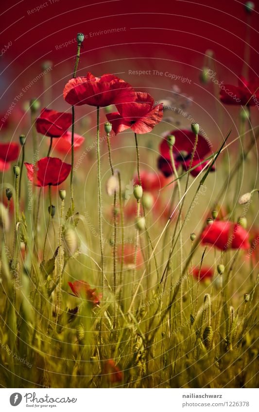 poppy meadow Summer Environment Nature Landscape Plant Flower Blossom Meadow Field Natural Beautiful Many Green Red Romance Peaceful Poppy Corn poppy