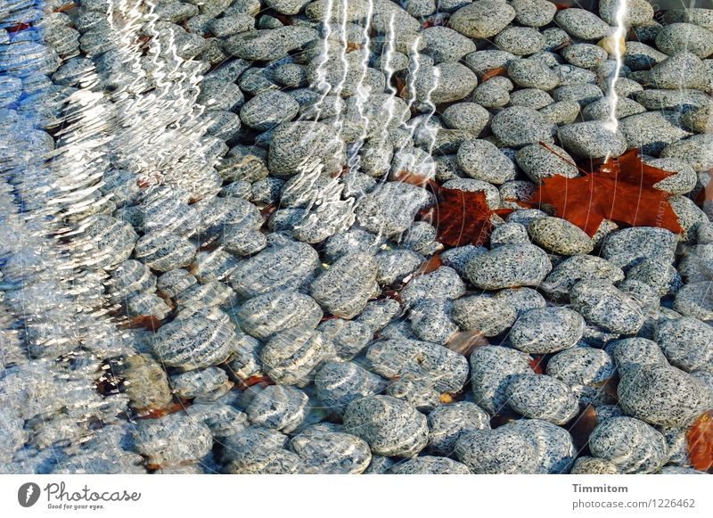 Footbath would be possible. Water Leaf Pebble Stone Esthetic Fresh Healthy Bright Brown Gray White Emotions Reflection Life Autumn leaves Cold Refreshment