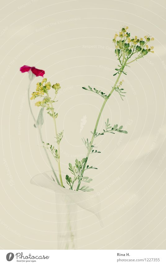 FADE AWAY. Flower Blossoming Faded Elegant Vase Still Life Pallid Herbs and spices Colour photo Exterior shot Deserted Copy Space left Copy Space right