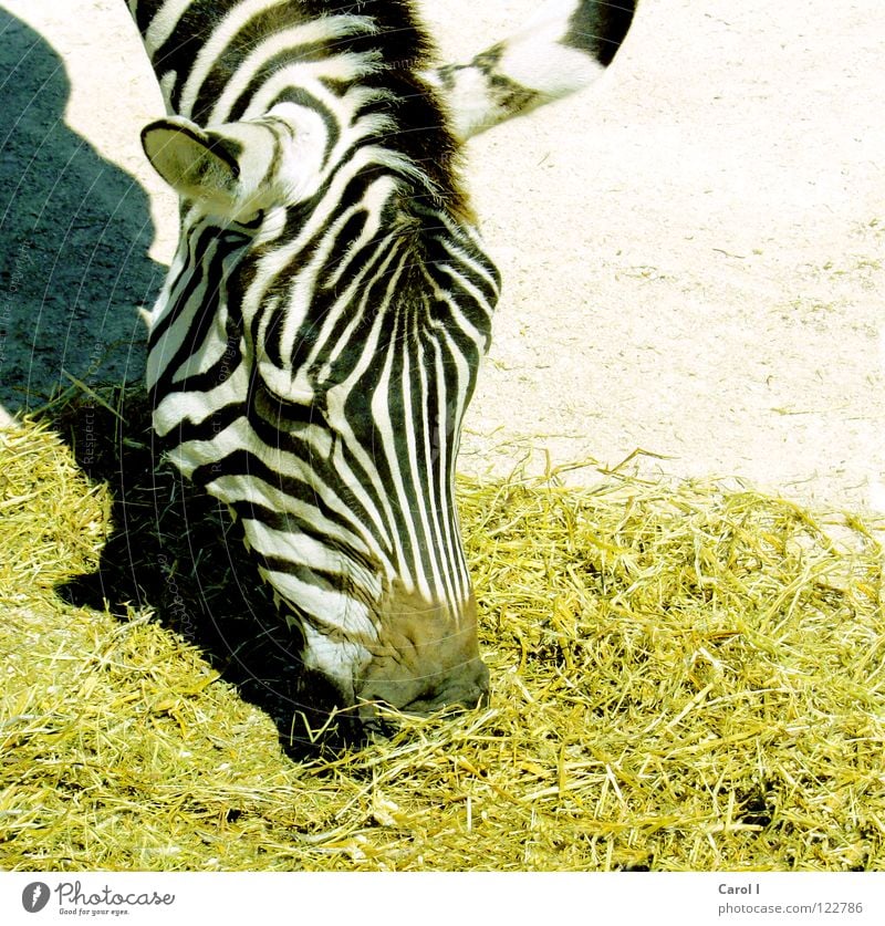 Meal! Zebra Stripe Striped Nostrils Stoop To feed Appetite Yellow Black White Mane Zoo Patient Midday Lunch Dinner Lust Animal Africa Steppe Zebra crossing