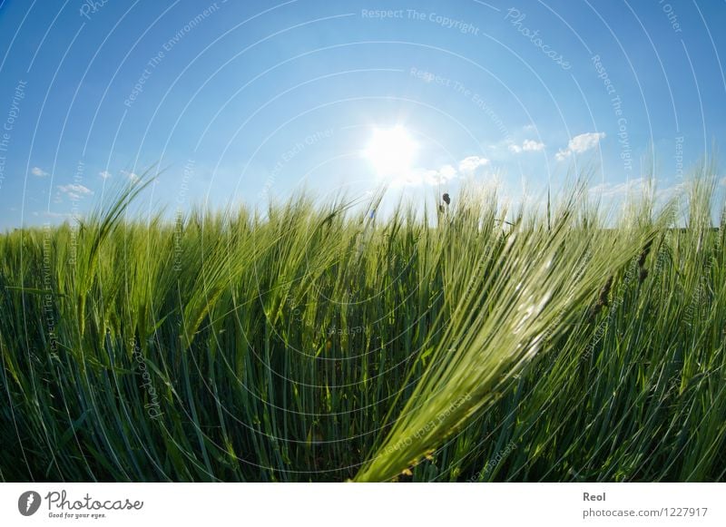 barley field Food Nature Sky Cloudless sky Sunlight Summer Beautiful weather Plant Agricultural crop Barley Cornfield Grain Field Barleyfield Blue Green Growth