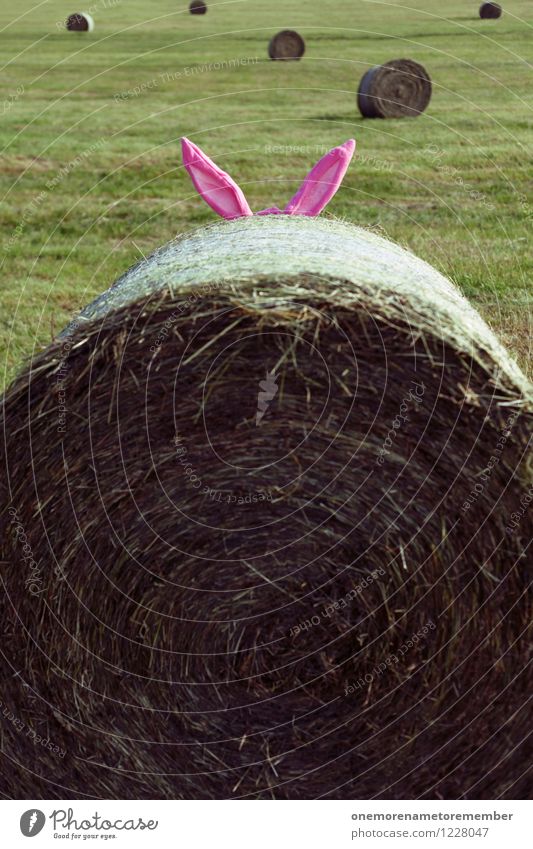 search picture Art Work of art Esthetic Hare & Rabbit & Bunny Hare ears Hare hunting Roasted hare Meadow Bale of straw Ear Costume Hide Rebus Playing Creativity