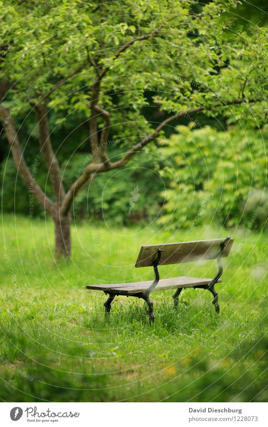 resting place Relaxation Calm Meditation Leisure and hobbies Vacation & Travel Nature Plant Animal Spring Summer Tree Grass Foliage plant Garden Park Meadow