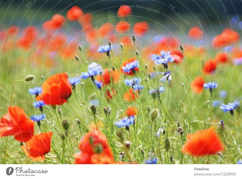 Summer splendour in poppy seeds and corn Environment Nature Plant Beautiful weather Flower Blossom Field Bright Natural Blue Multicoloured Green Red Cornflower