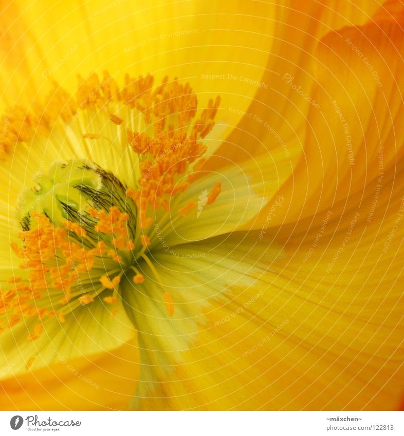 Papaver le deuxième Calm Summer Plant Spring Flower Blossom Bouquet Line Blossoming Bright Yellow Green Orange Black Society Pollen Background picture June May