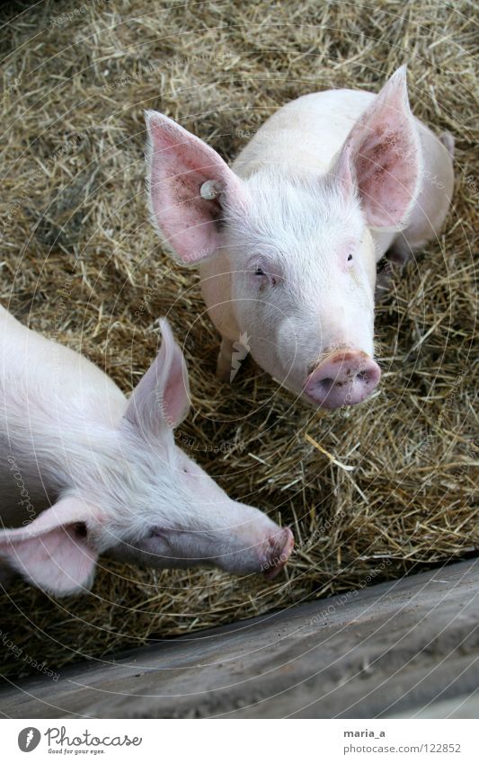 two little pigs Swine Piglet Pink Trunk Animal Smart Curiosity Farm Looking Earpiece Mammal plug socket eyeballs go vegetarian pig babe rudi trunk Be confident