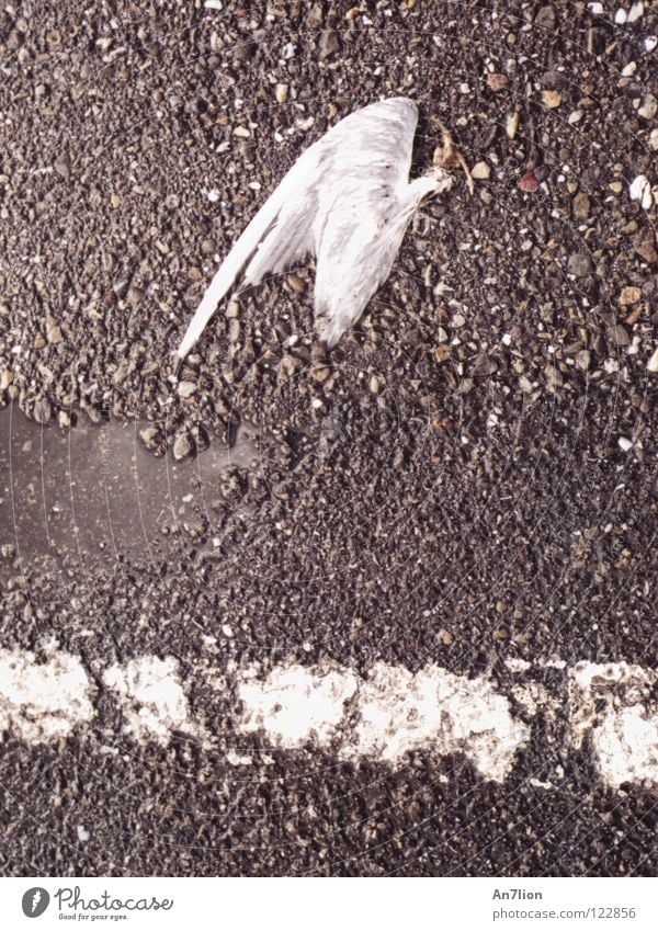Left behind by the wayside Asphalt Bird Death Wing End Floor covering Line black white