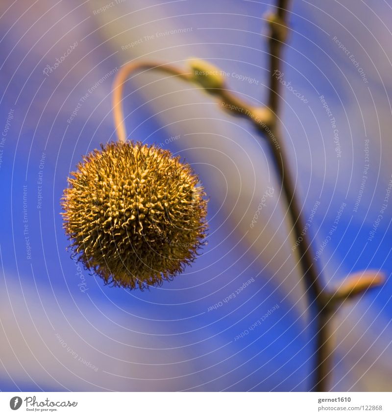 pom-poms Tree Autumn American Sycamore Fruit fruiting body Sphere Spherical Thorny Tree fruit Bright background Twig Isolated Image Macro (Extreme close-up)