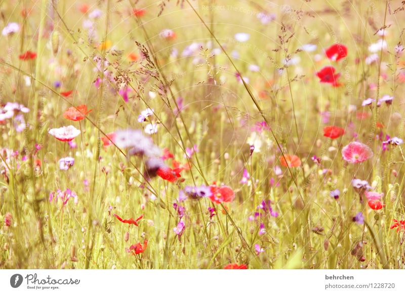 momomo(h)ntag Nature Plant Spring Summer Beautiful weather Flower Grass Leaf Blossom Poppy Garden Park Meadow Field Blossoming Fragrance Growth Fresh