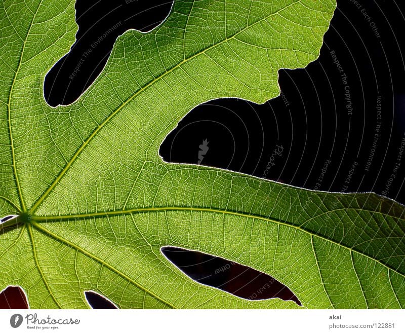 The sheet 28 Plant Fig leaf Green Botany Part of the plant Creeper Verdant Environment Bushes Back-light Warped Leaf Background picture Tree Near Light