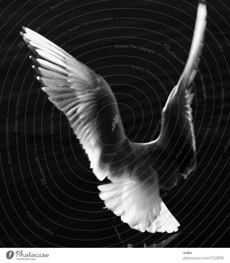 Y? Es un gaviota? Seagull Bird Lake Water Reflection Freedom Dynamics Black & white photo