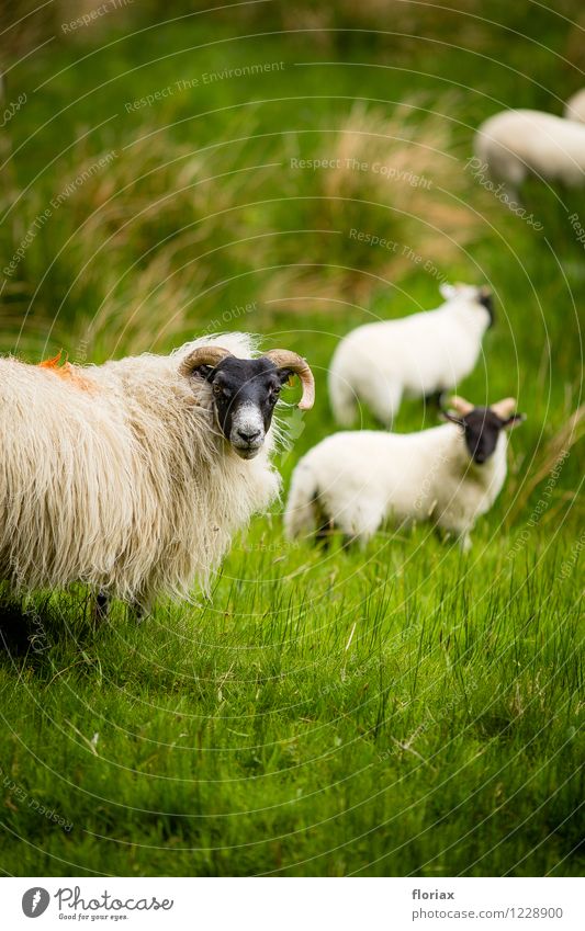 The sheep sees the camera Environment Nature Animal Grass Meadow Scotland Farm animal Group of animals Herd Animal family Observe Green Black White Sheep