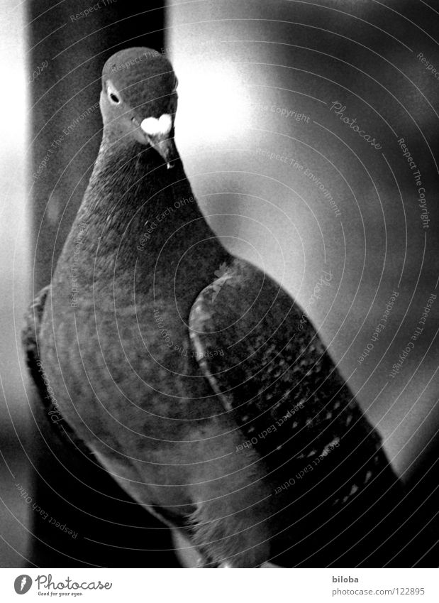 Gurr gurr Pigeon Bird Beak Graceful Poultry Black White Dark Light Soft Coo Stand Desire Hope Life Symbols and metaphors Grief Dove of peace Elegant Peace