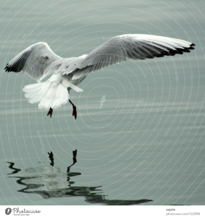 Achtung landing! Animal Water Bird Wing Animal foot 1 Flying Gray Black White Seagull Feather Dreary Tails Lake Colour photo Subdued colour Exterior shot