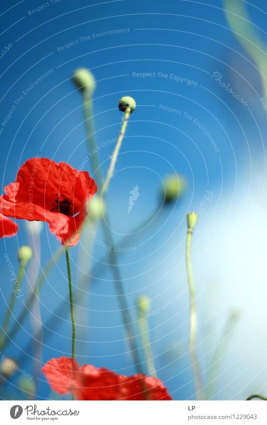 poppy in the wind Environment Nature Landscape Plant Elements Air Sky Spring Summer Climate Weather Beautiful weather Flower Wild plant Uniqueness Warmth