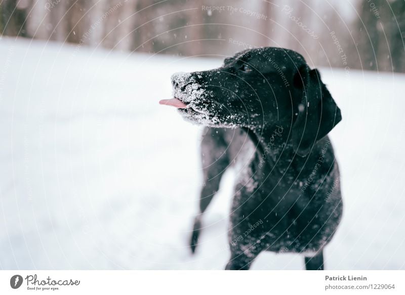 stretch one's tongue Leisure and hobbies Playing Winter Snow Environment Nature Landscape Elements Snowfall Animal Pet Dog Animal face 1 Responsibility