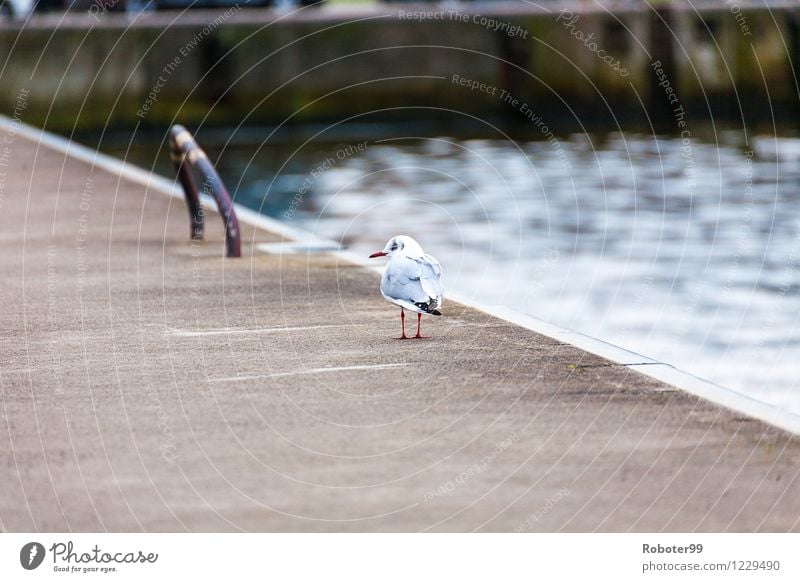 Strolling seagull Port City Wild animal Bird 1 Animal Concrete Steel Humble Pain Fear Loneliness Colour photo Exterior shot Day Blur Animal portrait Rear view