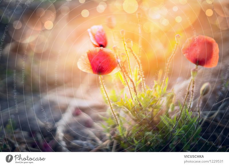 Wild poppies at sunset Design Summer Garden Nature Plant Sunrise Sunset Sunlight Beautiful weather Flower Leaf Blossom Park Meadow Yellow Pink Moody