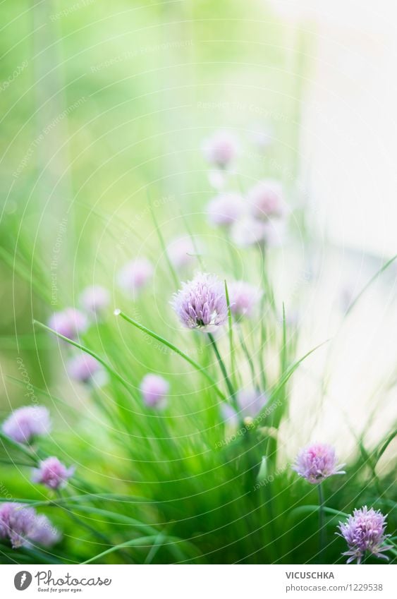 chives Food Herbs and spices Lifestyle Style Design Summer Garden Nature Plant Spring Beautiful weather Flower Leaf Blossom Background picture Herb garden