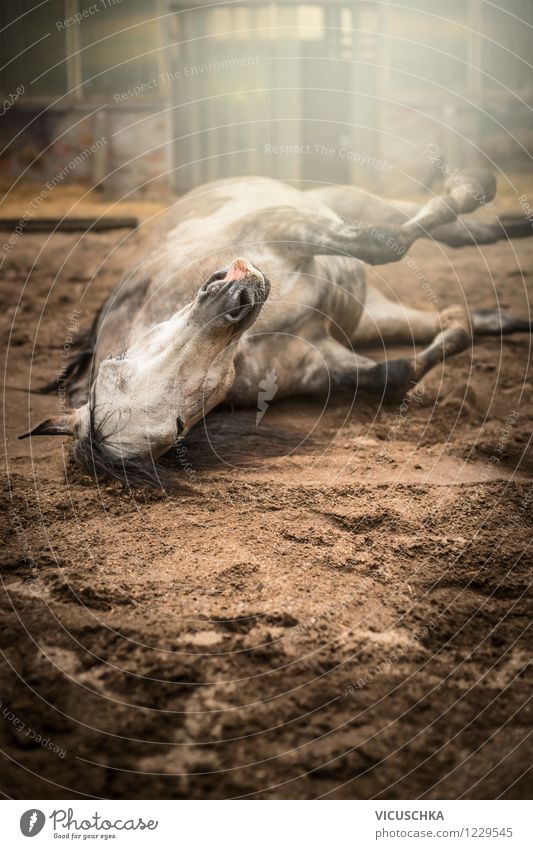 Horse rolling in the sand Lifestyle Ride Nature Sand Spring Summer Autumn Beautiful weather Animal Farm animal 1 Moody Joy Contentment Power Action Goof off