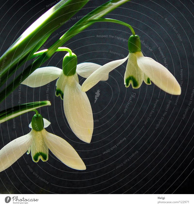 three flowering snowdrops against a dark background Snowdrop Flower Blossom Blossom leave Stalk Blossoming Bell Hang Spring Garden Bed (Horticulture) Plant