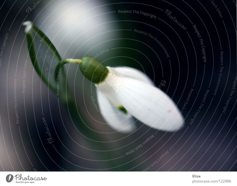 Because it's almost time. Snowdrop Spring Flower Cold February March Delicate Small Green Stalk Blossom leave White Pure Vulnerable Violet Blossoming Nature