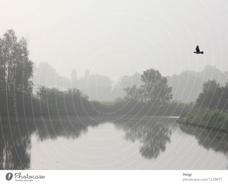 in the morning at the river... Environment Nature Landscape Plant Animal Summer Fog Tree Bushes River bank Wild animal Bird 1 Flying Growth Authentic