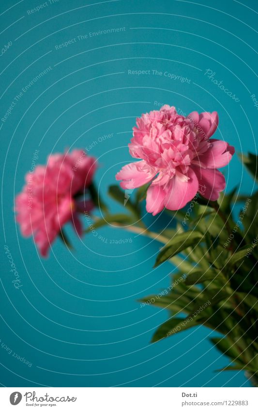 peony Living or residing Plant Flower Leaf Blossom Green Pink Turquoise Peony Wall (building) Bouquet Lush Decoration Colour photo Interior shot Deserted