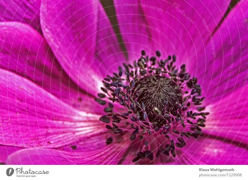View into the flower of a purple anemone with purple stamens Plant Summer Flower Blossom Anemone Garden Park Blossoming pretty Pink Black Pollen Stamen