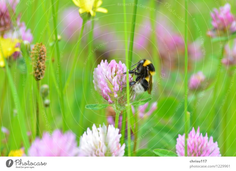 Bumblebee on meadow clover Nature Spring Beautiful weather Plant Wild plant Meadow Animal Wild animal 1 Eating Sit Brown Yellow Green Pink Bumble bee