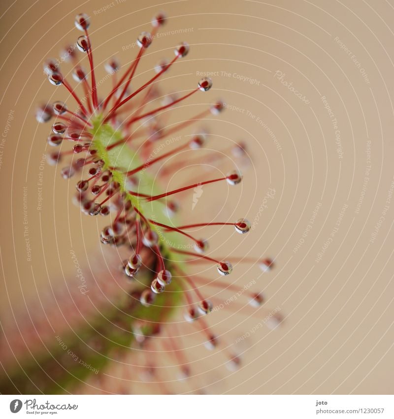 Sundew in detail Exotic Summer Nature Plant Flower Leaf Blossom Blossoming Growth Esthetic Threat Fresh Astute Green Red Death Dangerous Great sundew Carnivore