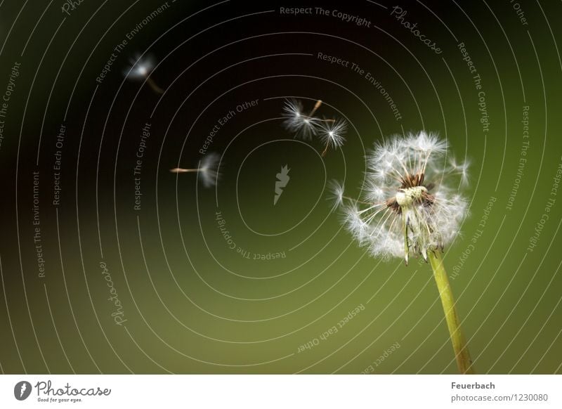 dandelion in the wind Nature Plant Spring Summer Wind Flower Wild plant Dandelion Meadow Flying Dance Friendliness Happiness Happy Infinity Soft Contentment