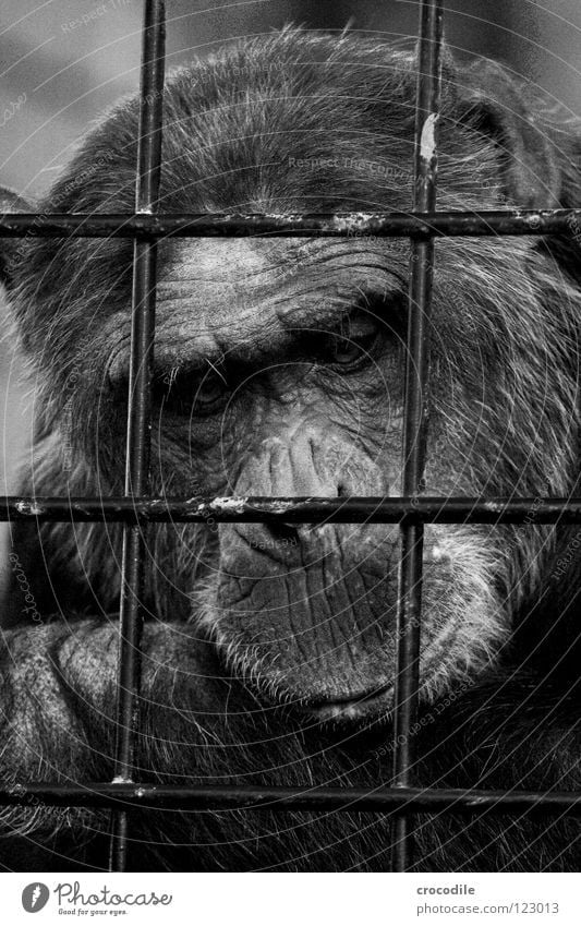 Chimpanzees need freedom l Zoo Apes Captured Grief Grating Jail sentence Forehead Pelt Distress Black & white photo Mammal Trip prison Sadness sad Looking