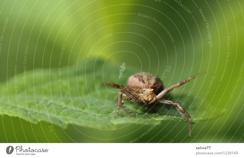 Within reach Nature Plant Animal Summer Leaf Foliage plant Wild animal Spider 1 Observe To feed Hunting Sit Wait Aggression Threat Disgust Small Astute Speed