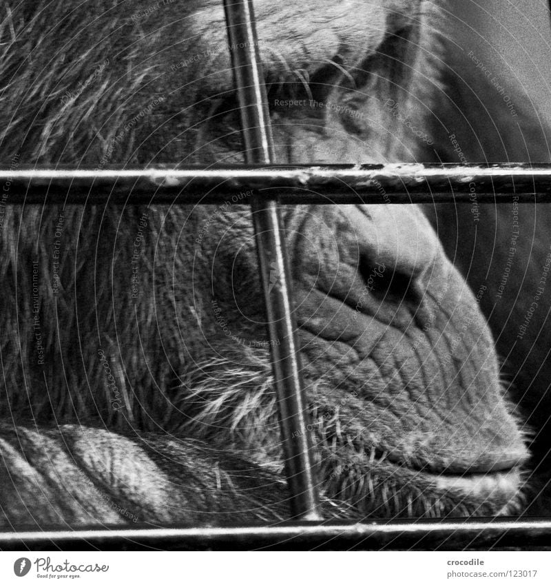 Chimpanzees need freedom V Zoo Apes Captured Grief Grating Jail sentence Forehead Pelt Distress Black & white photo Animal Trip prison Sadness sad Looking