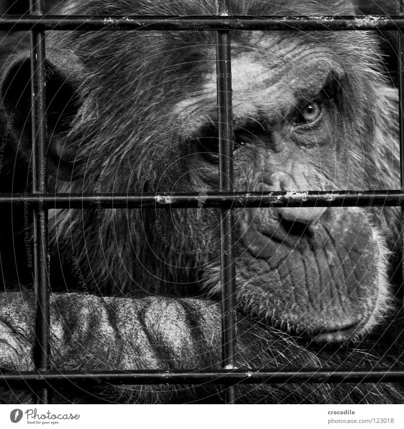 Chimpanzees need freedom Vl Zoo Apes Captured Grief Grating Jail sentence Forehead Pelt Distress Black & white photo Animal Trip prison Sadness sad Looking