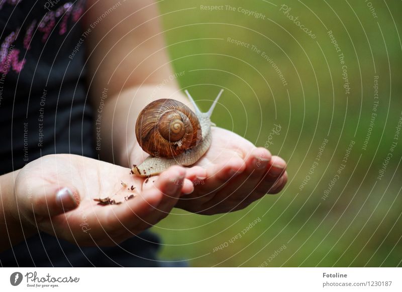 snail rescue Human being Child Infancy Hand Fingers Environment Nature Animal Snail 1 Bright Near Natural Vineyard snail Large garden snail shell Crawl Slimy