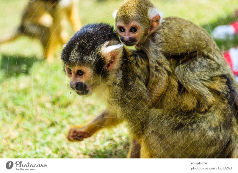 Monkey theatre #1 Vacation & Travel Environment Nature Animal Park South Africa Wild animal Animal face Pelt Paw Zoo Monkeys 3 Baby animal Animal family