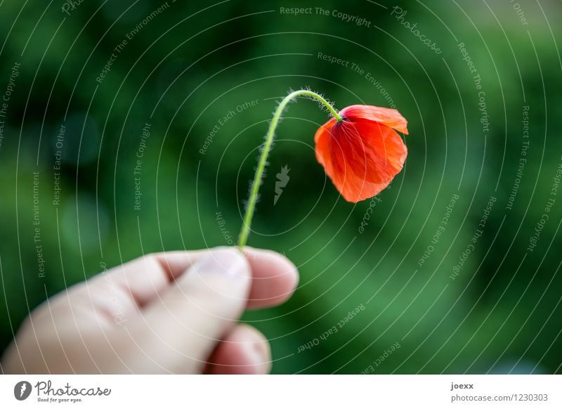 Last summer poppy day? Hand Fingers Nature Flower Green Red To console Sadness Faded Poppy blossom Colour photo Exterior shot Day Shallow depth of field
