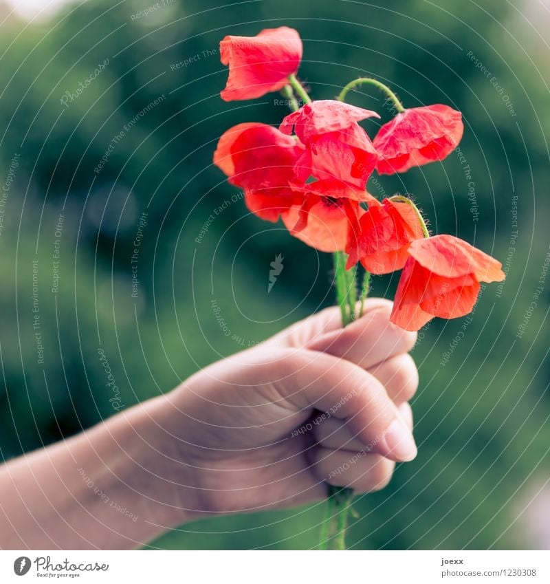 Take this! Hand Flower Old Uniqueness Beautiful Green Red Sadness Disappointment Remorse Transience Poppy Bouquet Corn poppy Colour photo Exterior shot Day