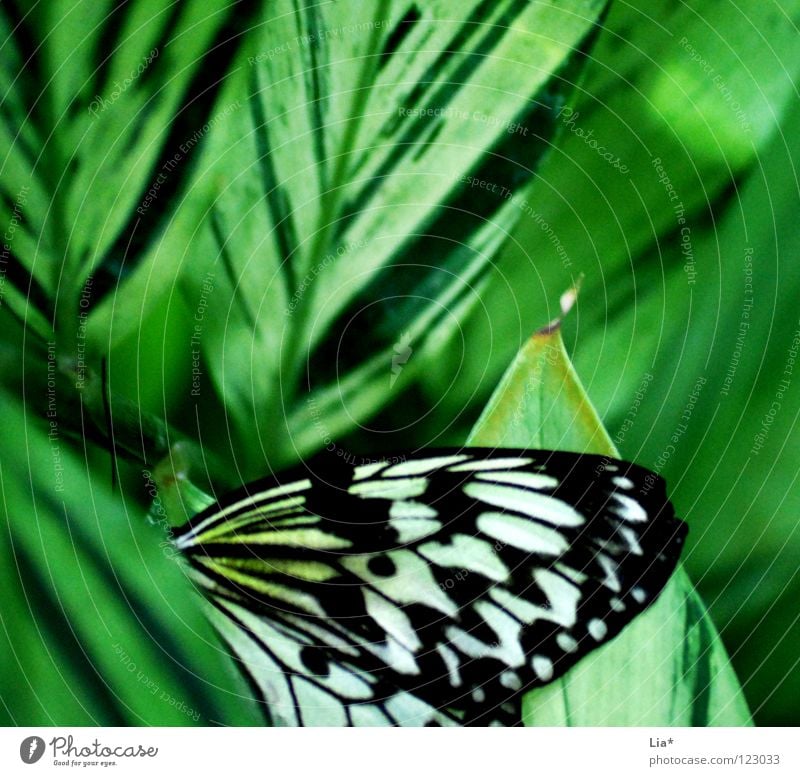 pamphlet Beautiful Nature Butterfly Wing Stripe Sit Soft Green Black White Easy Fine Insect Hiding place Hide Point Close-up Detail Macro (Extreme close-up)