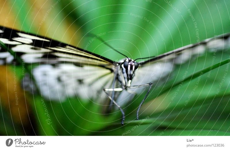 butterfly Beautiful Nature Butterfly Wing Stripe Flying Sit Green Black White Judder Easy Fine Feeler Insect Graceful Close-up Detail Macro (Extreme close-up)