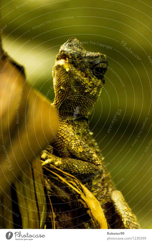 Lizard watching you Zoo Bushes Saurians 1 Animal Wood Observe Wait Green Colour photo Interior shot Day Blur Upper body Looking